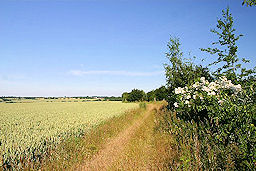 Bridleway to Stanningfield: courtesy Bob Jones