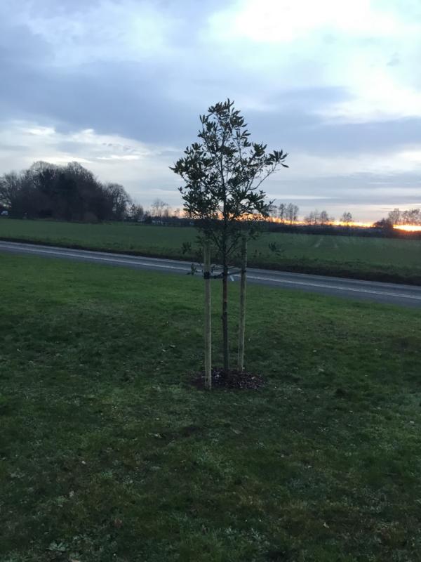 Newly planted tree